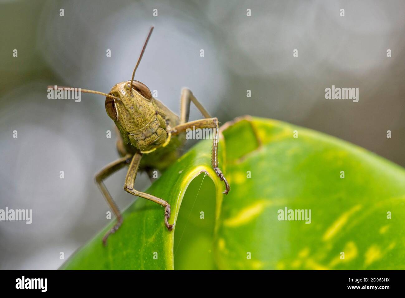 Grasshopper, Tropical Rainforest, Marino Ballena National Park, Uvita ...