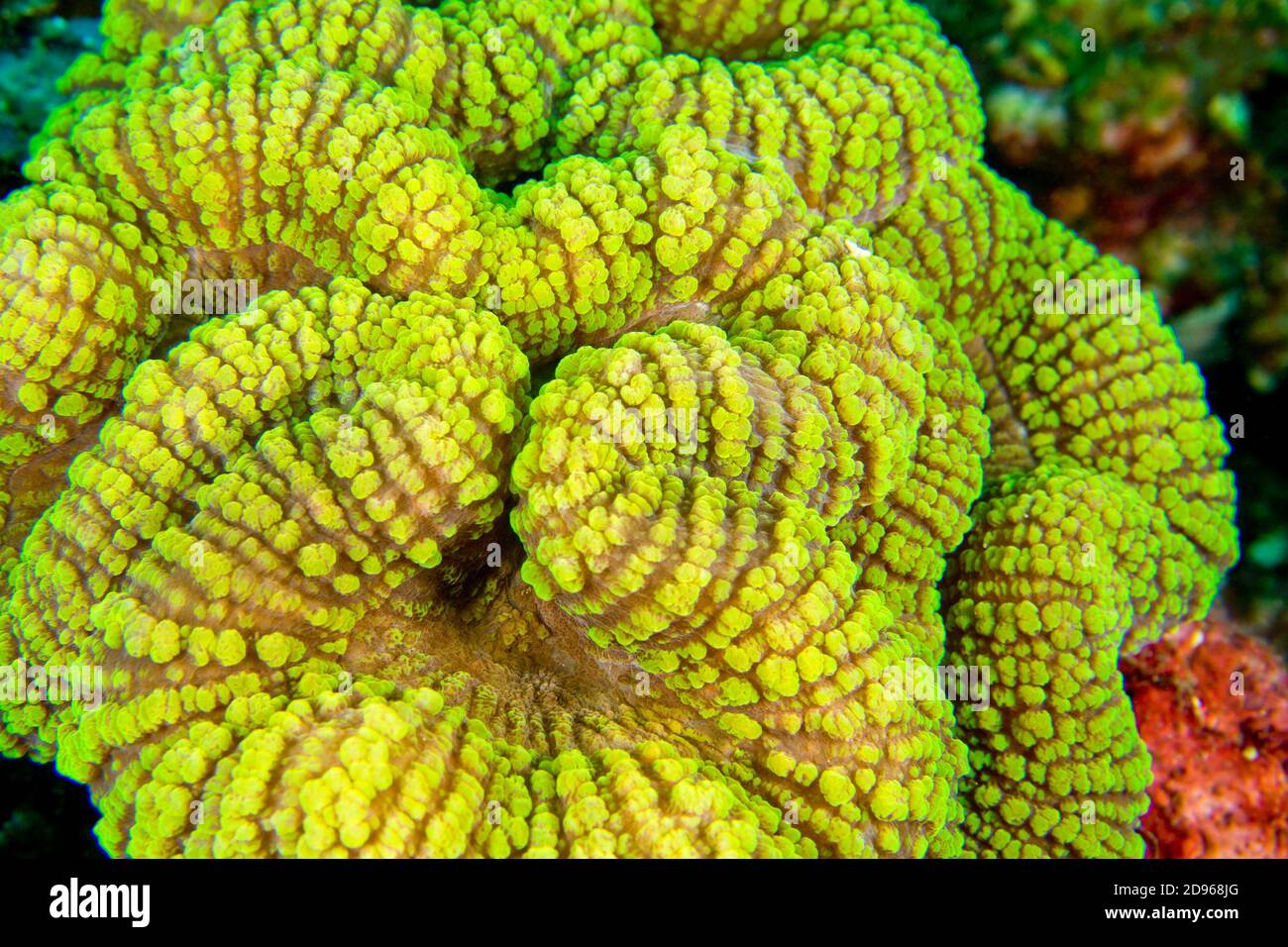 Soft Coral, Lembeh, North Sulawesi, Indonesia, Asia. Stock Photo