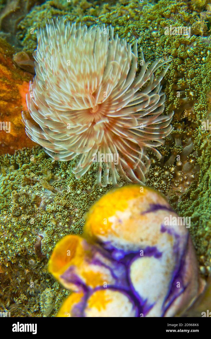 Feather Duster Worms, Tube Worm, Polychaete, Lembeh, North Sulawesi