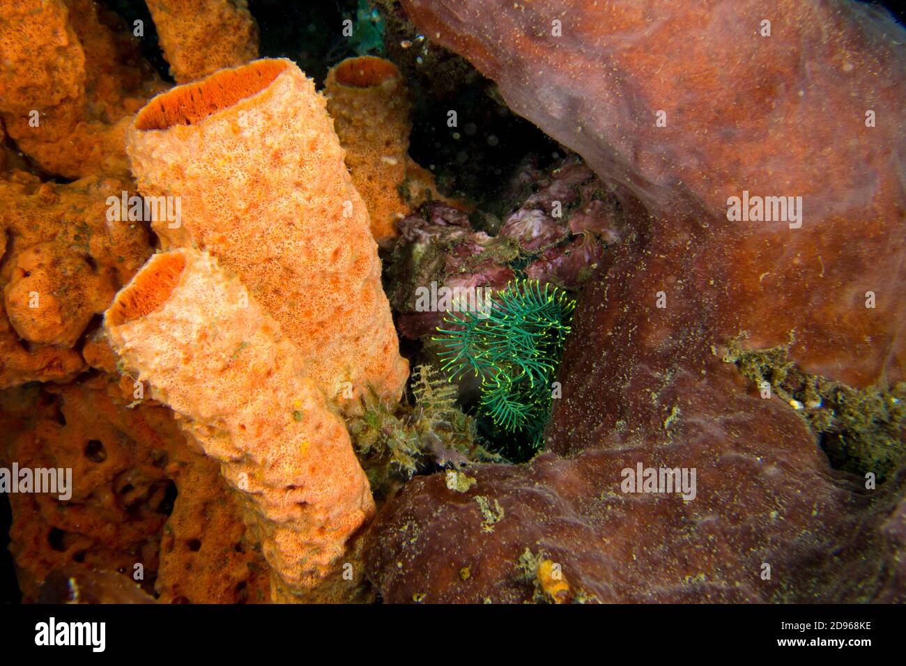 Tube Sponge, Lembeh, North Sulawesi, Indonesia, Asia. Stock Photo