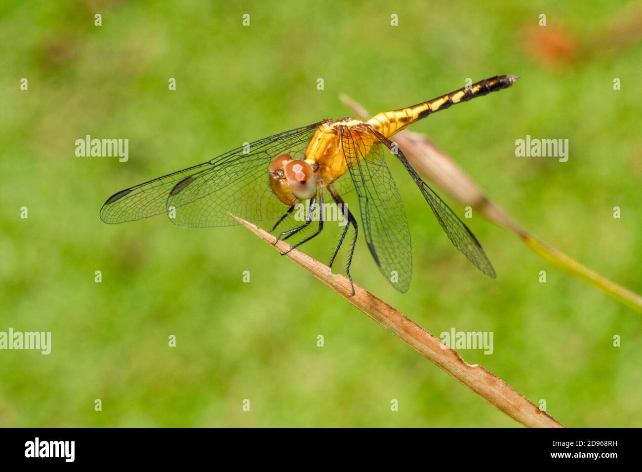 Tropical Damselfly High Resolution Stock Photography and Images - Alamy