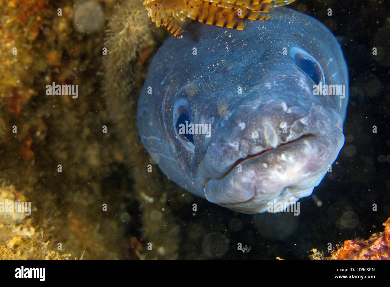 Conger eel spain hi-res stock photography and images - Alamy