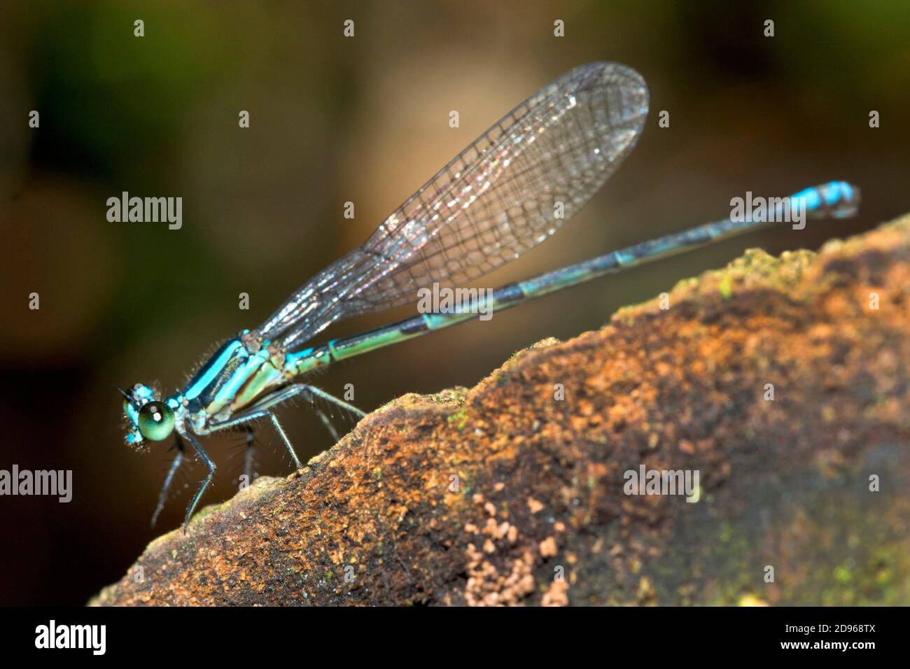 Tropical damselfly hi-res stock photography and images - Alamy