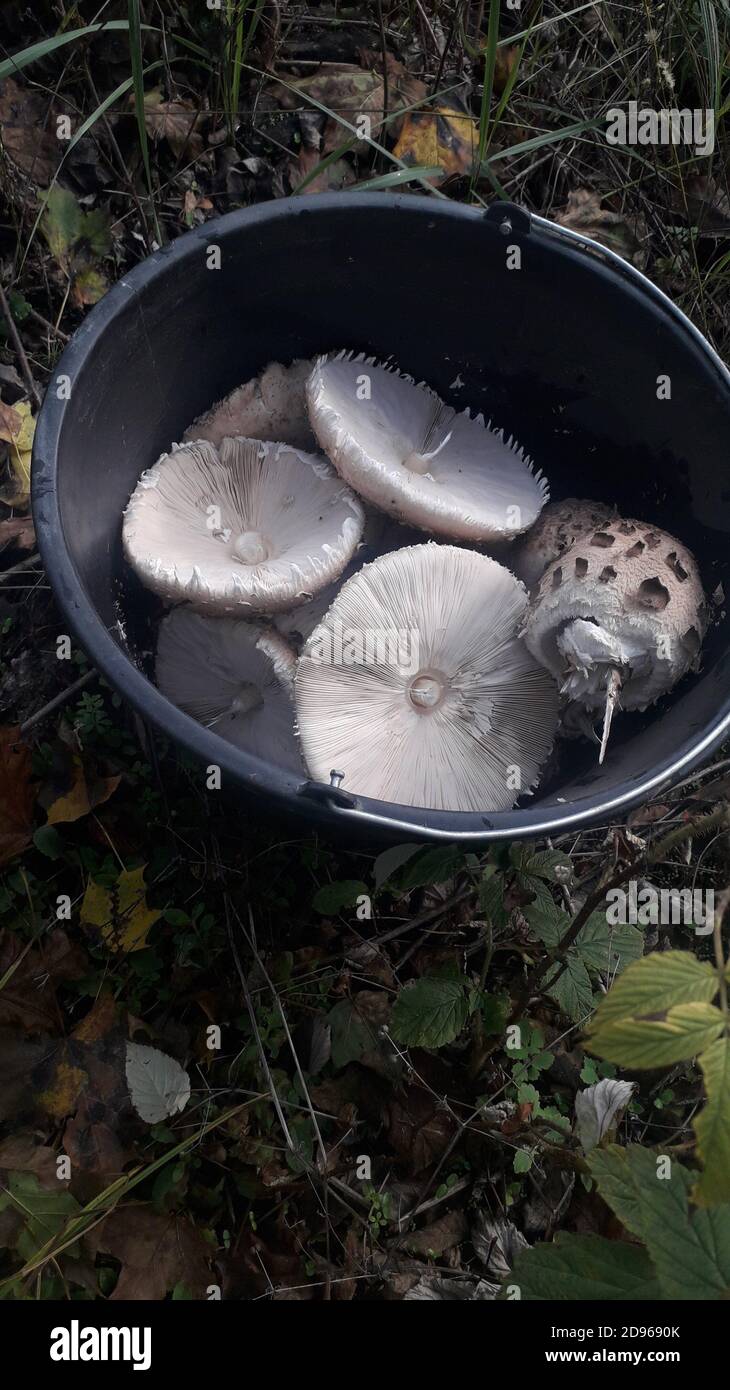 Umbrella mushrooms grow in the forest after the rain Stock Photo Alamy