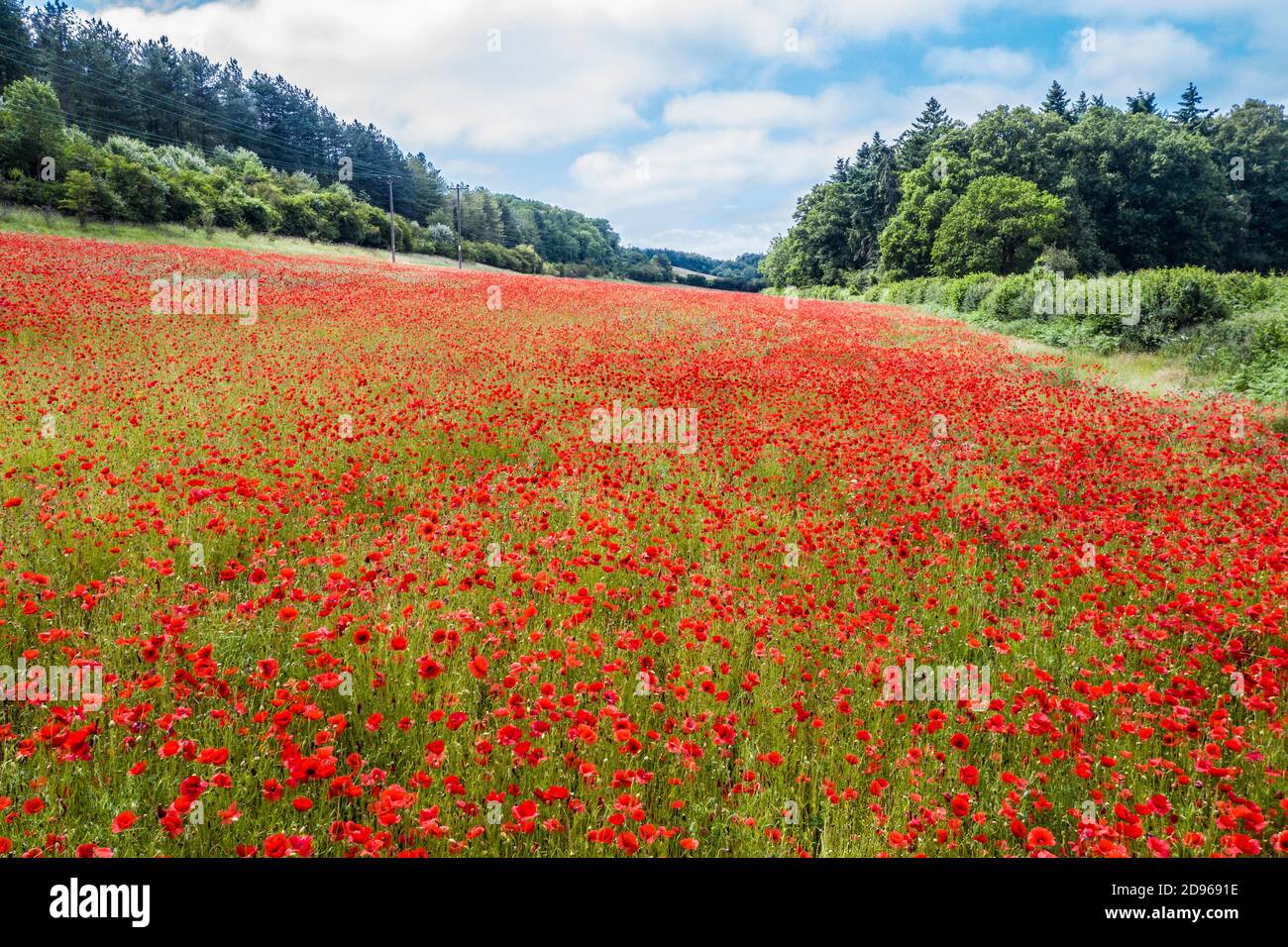 Large Poppy High Resolution Stock Photography and Images - Alamy
