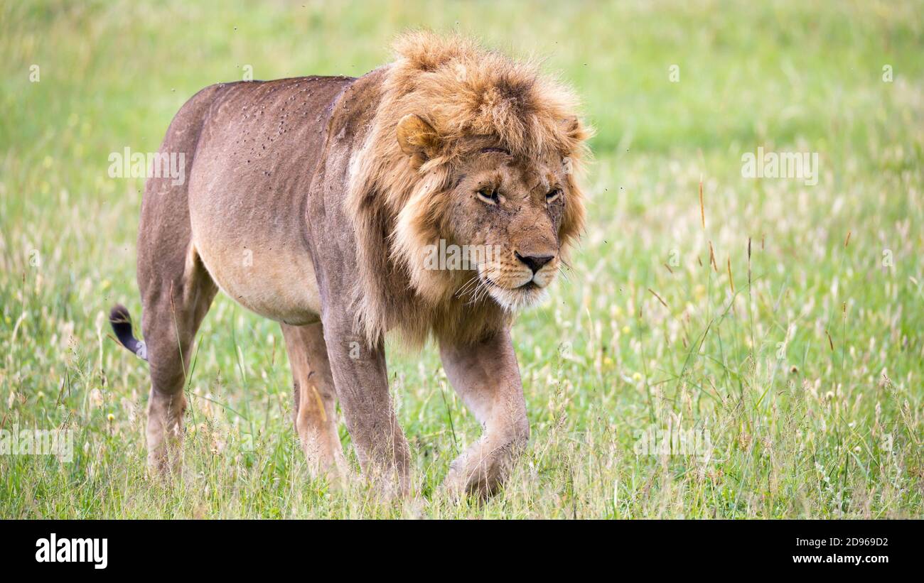 One big male lion is walking in the savannah. Stock Photo