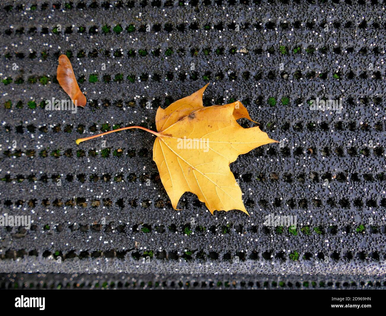 autumnal colored maple leaf with seed on a black shoe scraper. Stock Photo