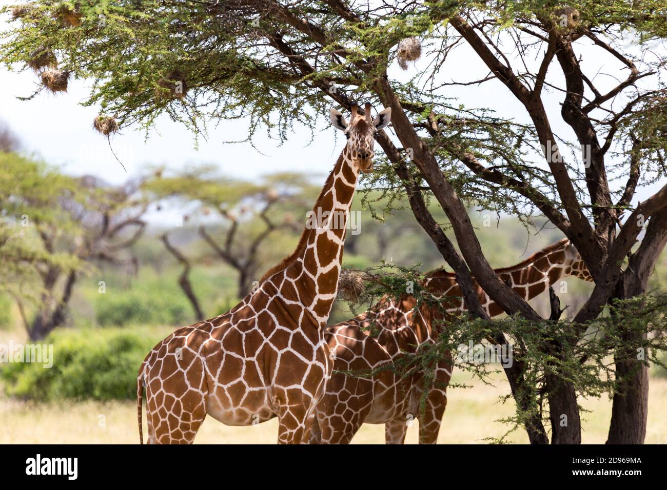 The giraffes eat leaves from the acacia trees. Stock Photo