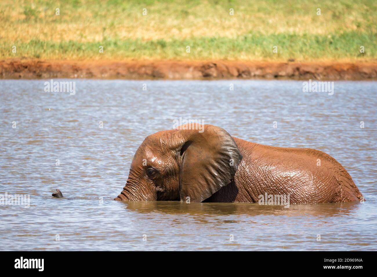 The elephants bathe in the waterhole in the savannah Stock Photo Alamy