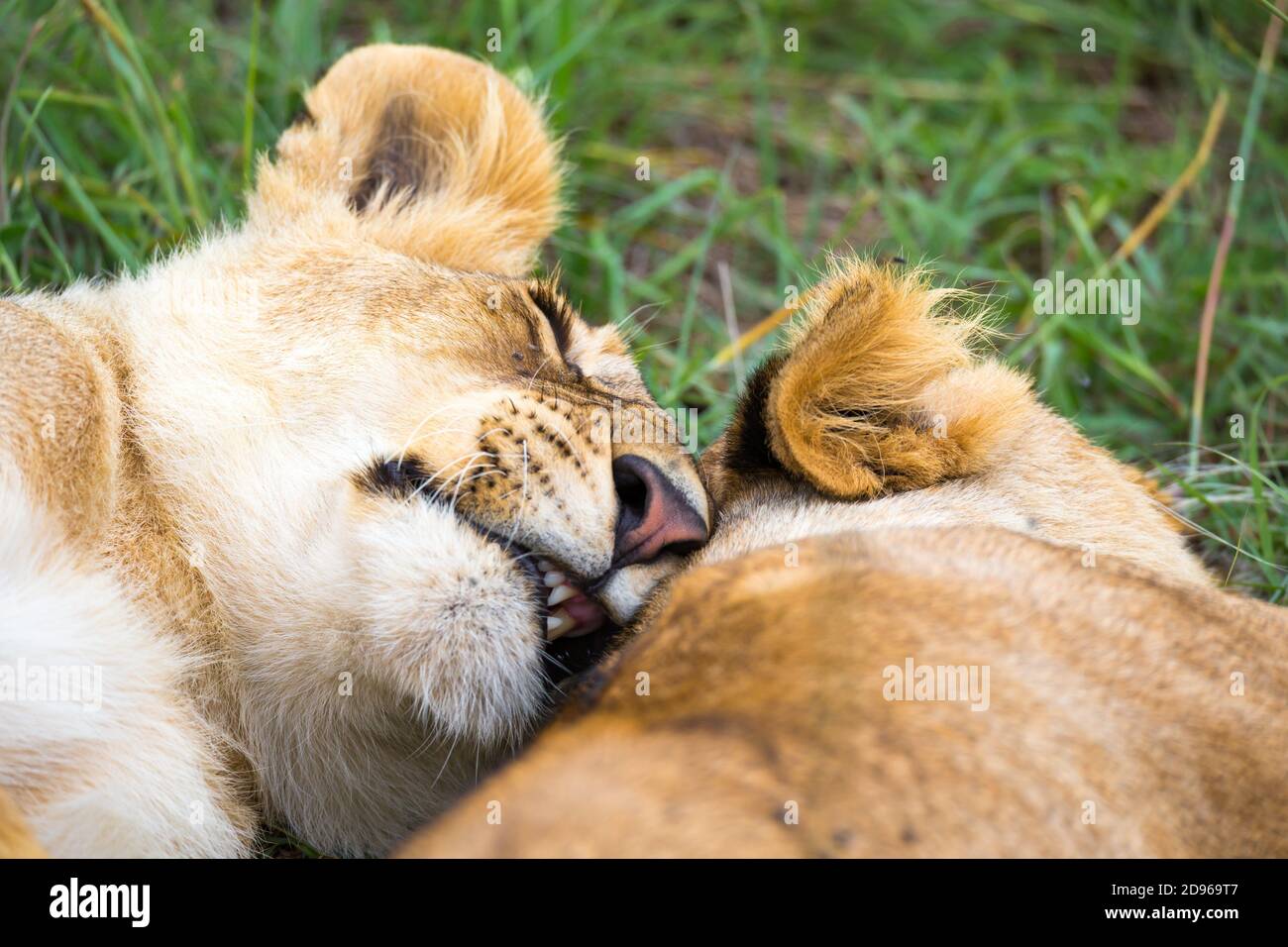 Some young lions cuddle and play with each other. Stock Photo