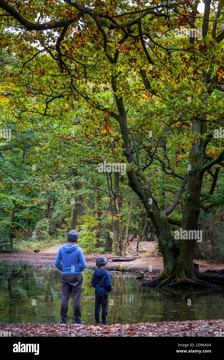 Europe, UK, England, London, North London, Hampstead, Hampstead Heath, Autumn leaves in parkland, local people enjoying a walk Stock Photo