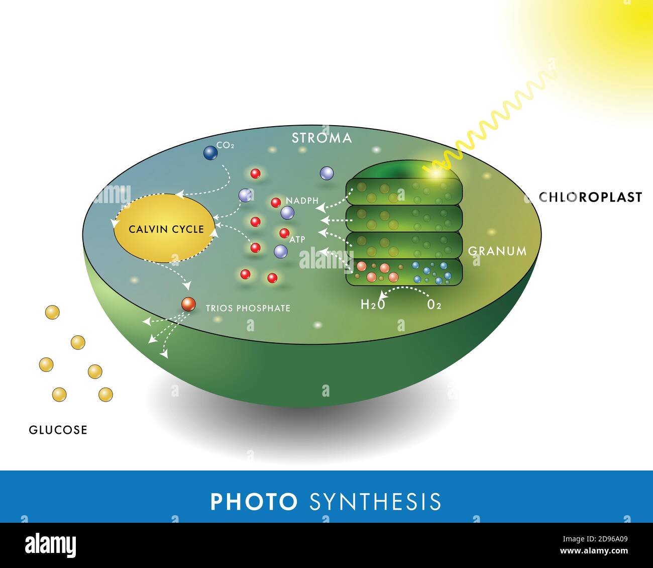 Molecular mechanism of photosynthesis in plants showing the synthesis of glucose in the Calvin cycle of the chloroplast of plant leaf using the sunlight Stock Vector