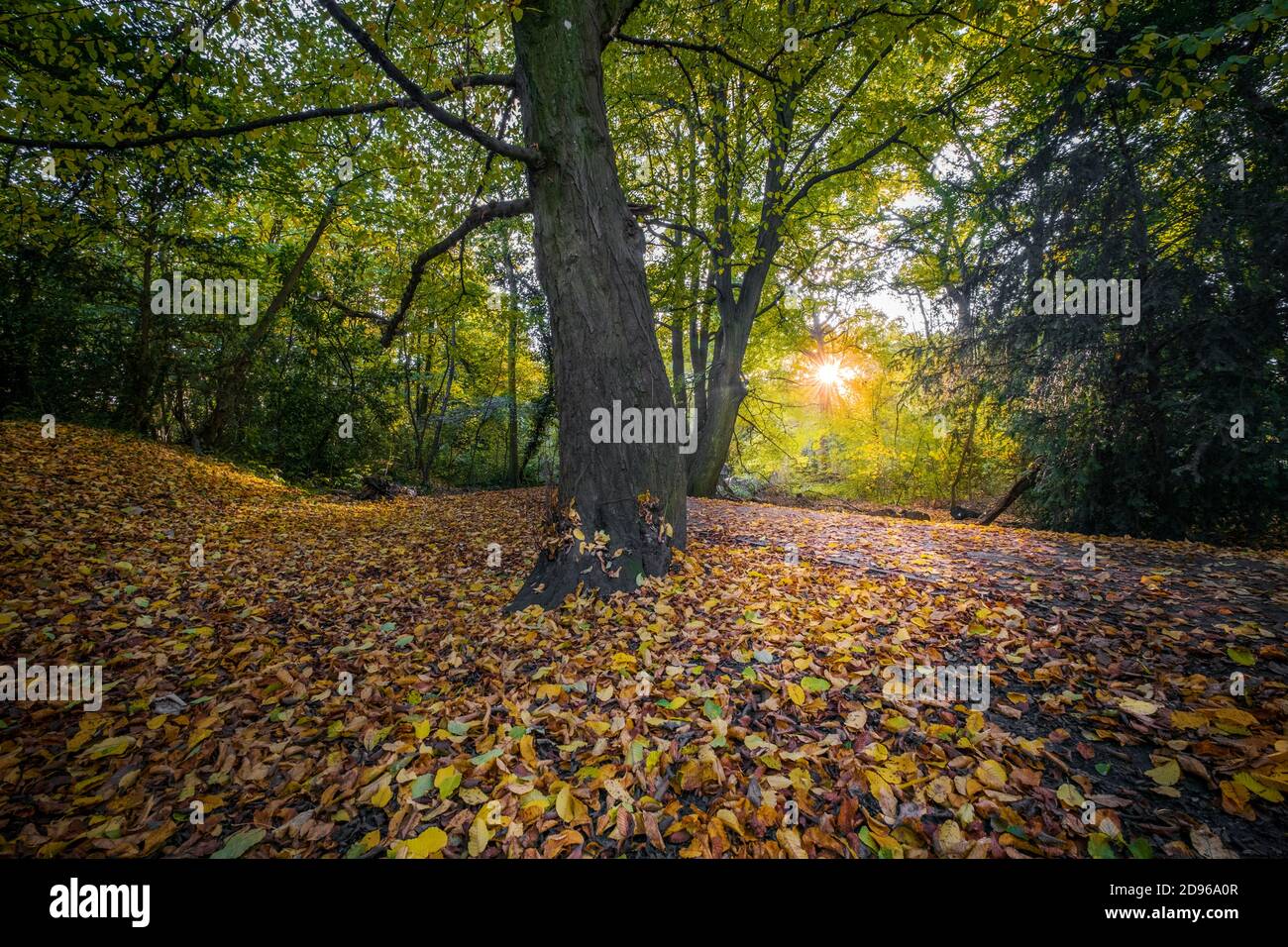 Europe, UK, England, low sunlight through Autumn leaves in beech woods, fallen leaves on the ground, no people Stock Photo