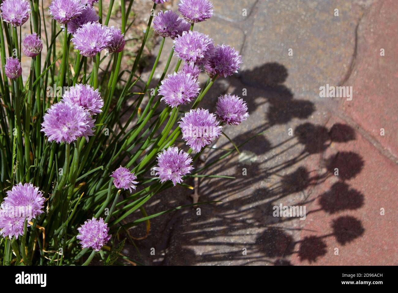 Purple chive flowers with shadows against block paving Stock Photo
