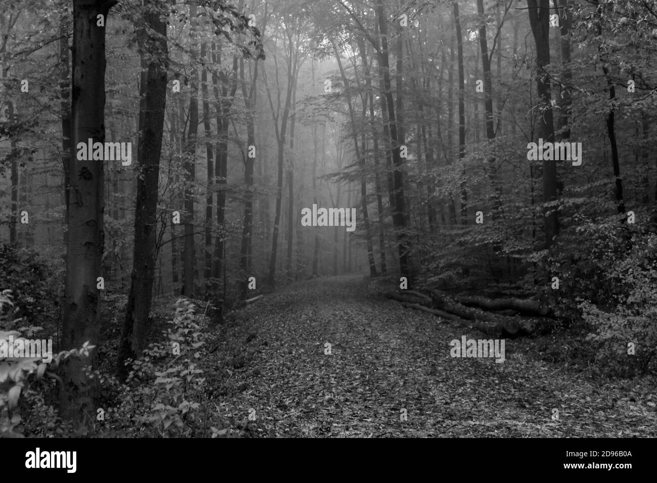 Black and white autumn foggy forest with fall foliage leaves on the ...