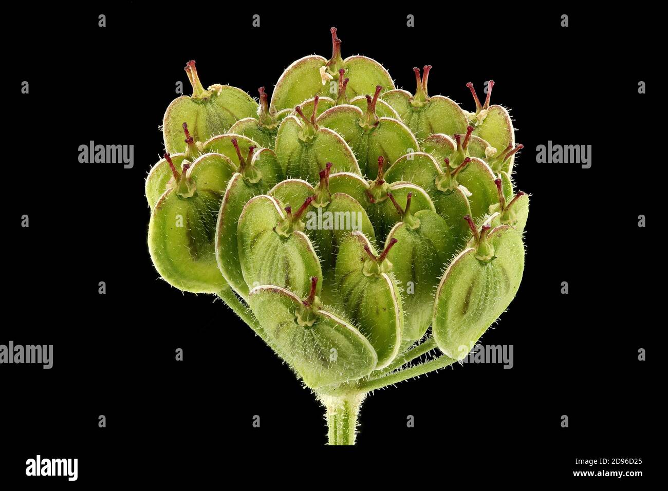 Pastinaca sativa, Parsnip, Pastinak, close up, seeds (fruits), umbel Stock Photo