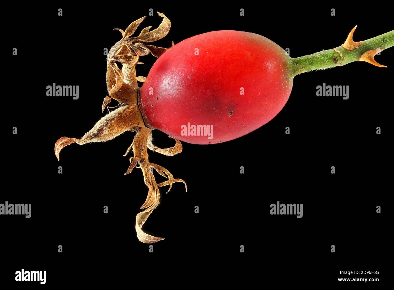 Rosa canina, Dog rose, Rose hip, Hundsrose, Hagebutte, close up, fruit Stock Photo