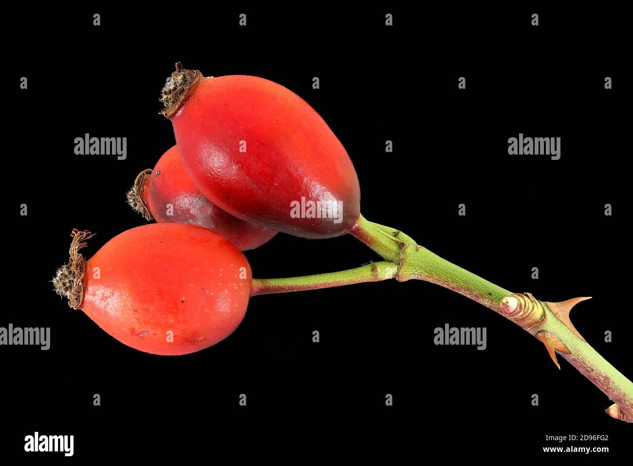 Rosa canina, Dog rose, Rose hip, Hundsrose, Hagebutte, close up, fruits Stock Photo