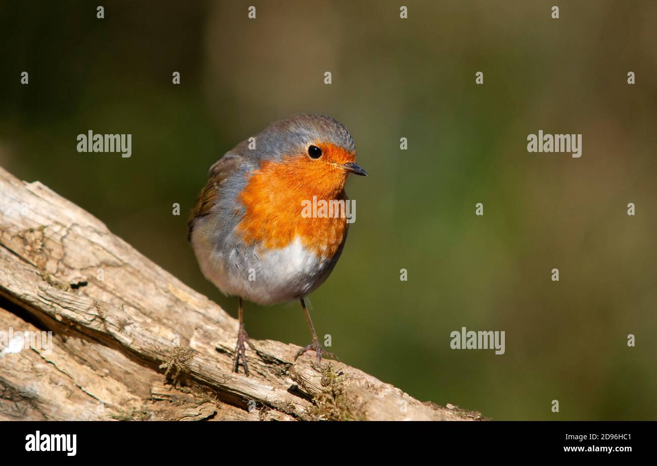 European Robin, Erithacus rubecula, adult perched on a branch. Stock Photo