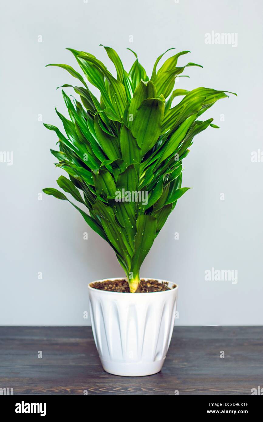 green fragrant dracaena plant isolated on white background on wooden table  House plant, home decor concept Stock Photo - Alamy