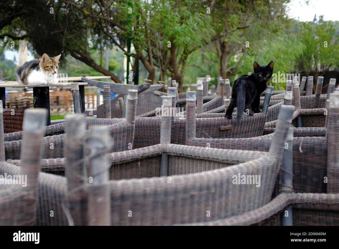 Athens, Greece. 3rd Nov 2020. Two cats sit on turned over chairs of a cafe. As from today the new measures announced Saturday by the government to tackle the rapid spread of COVID-19 take place Measures include closure of bars, restaurants, cafes, gyms and museums. Credit: Michael Varaklas/Alamy Live News Stock Photo