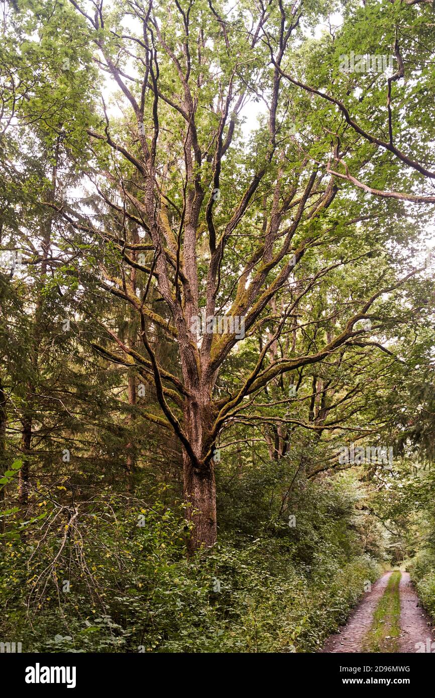 Up close big old tree hi-res stock photography and images - Alamy