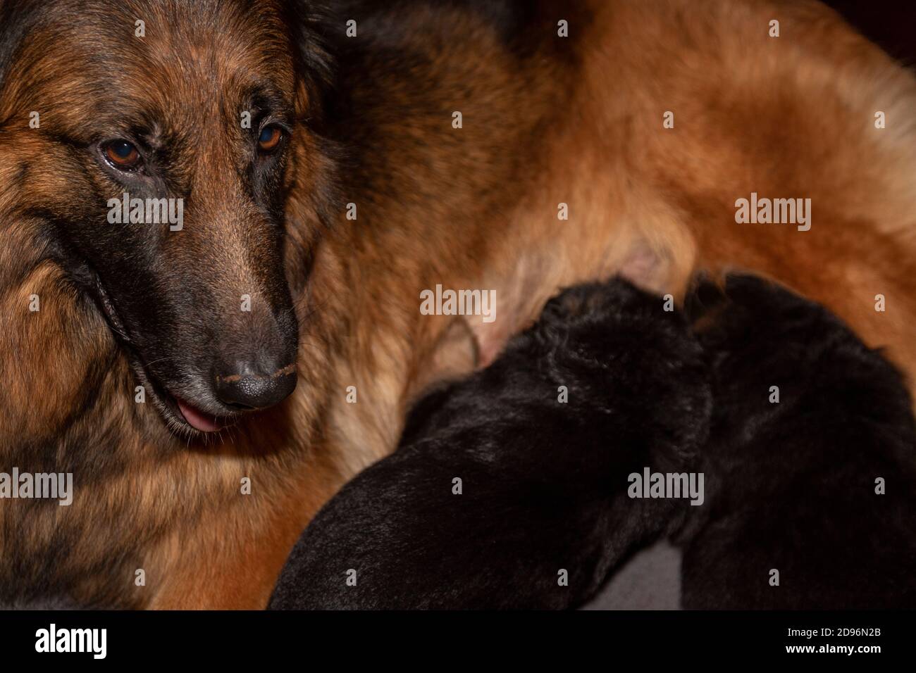 german shepherd feeding