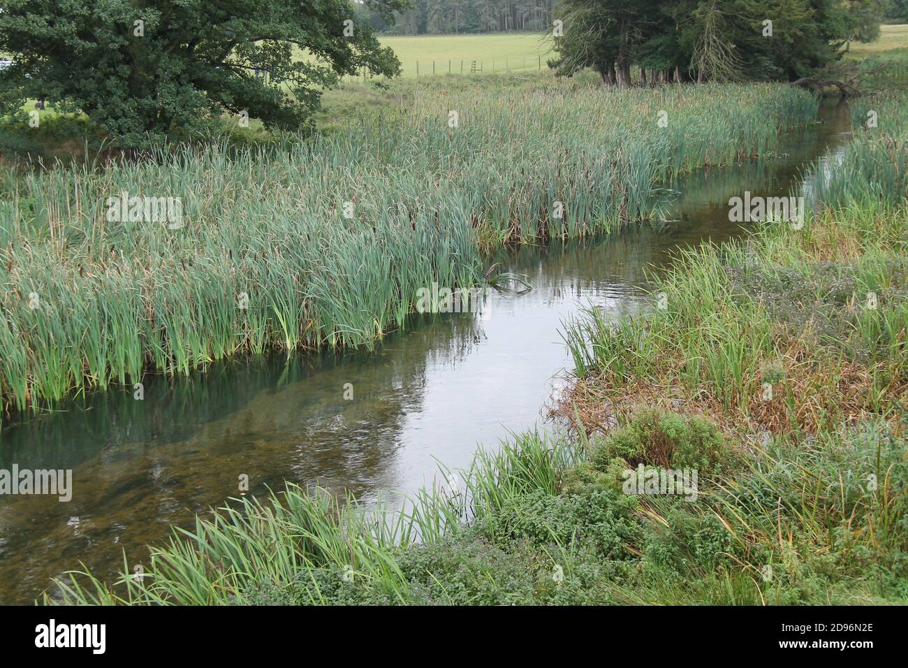 Grass Reed Beds on the Bank of a Small River Stock Photo Alamy