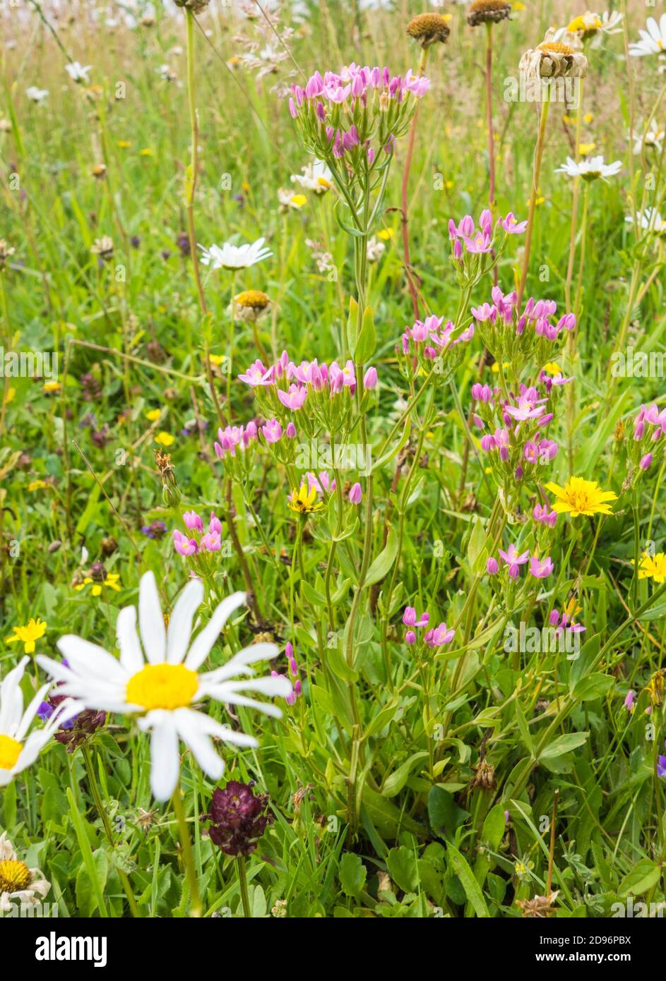 Common Centaury (Centaurium erythraea) in a wildflower meadow, Herefordshire UK. July 2020. Stock Photo