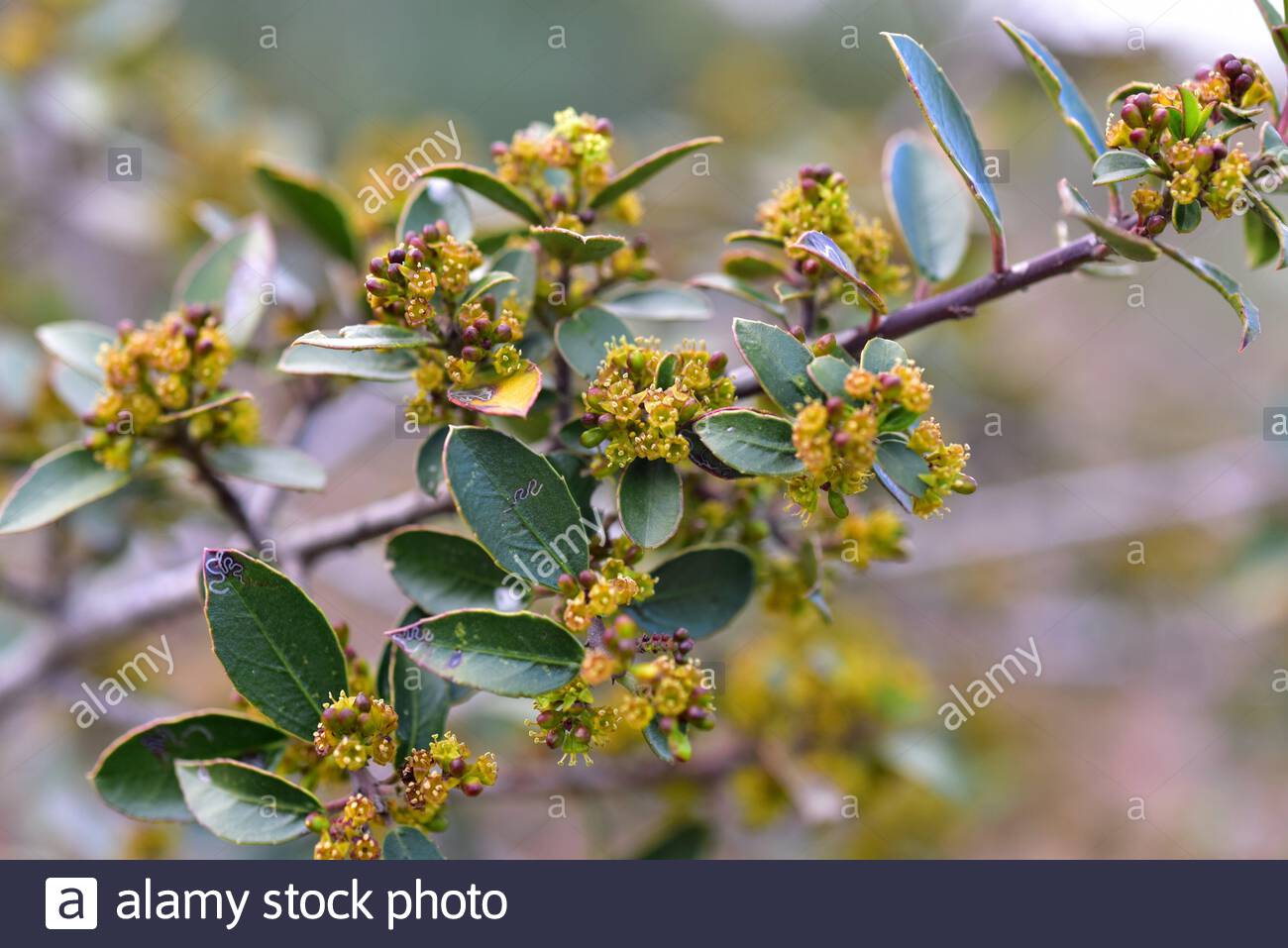 Rhamnus Alaternus High Resolution Stock Photography and Images - Alamy