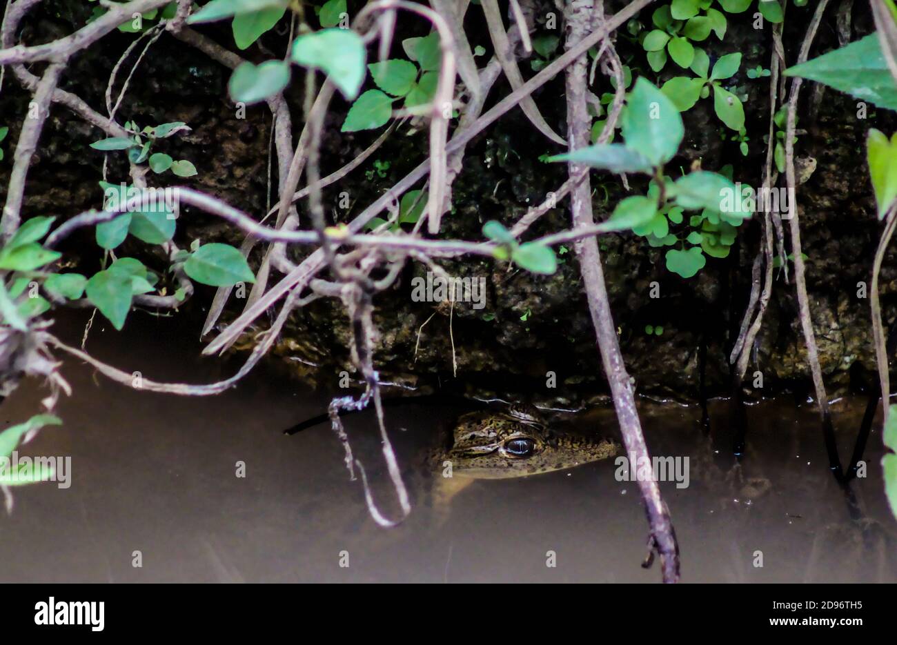 Wild Baby caiman hiding Stock Photo
