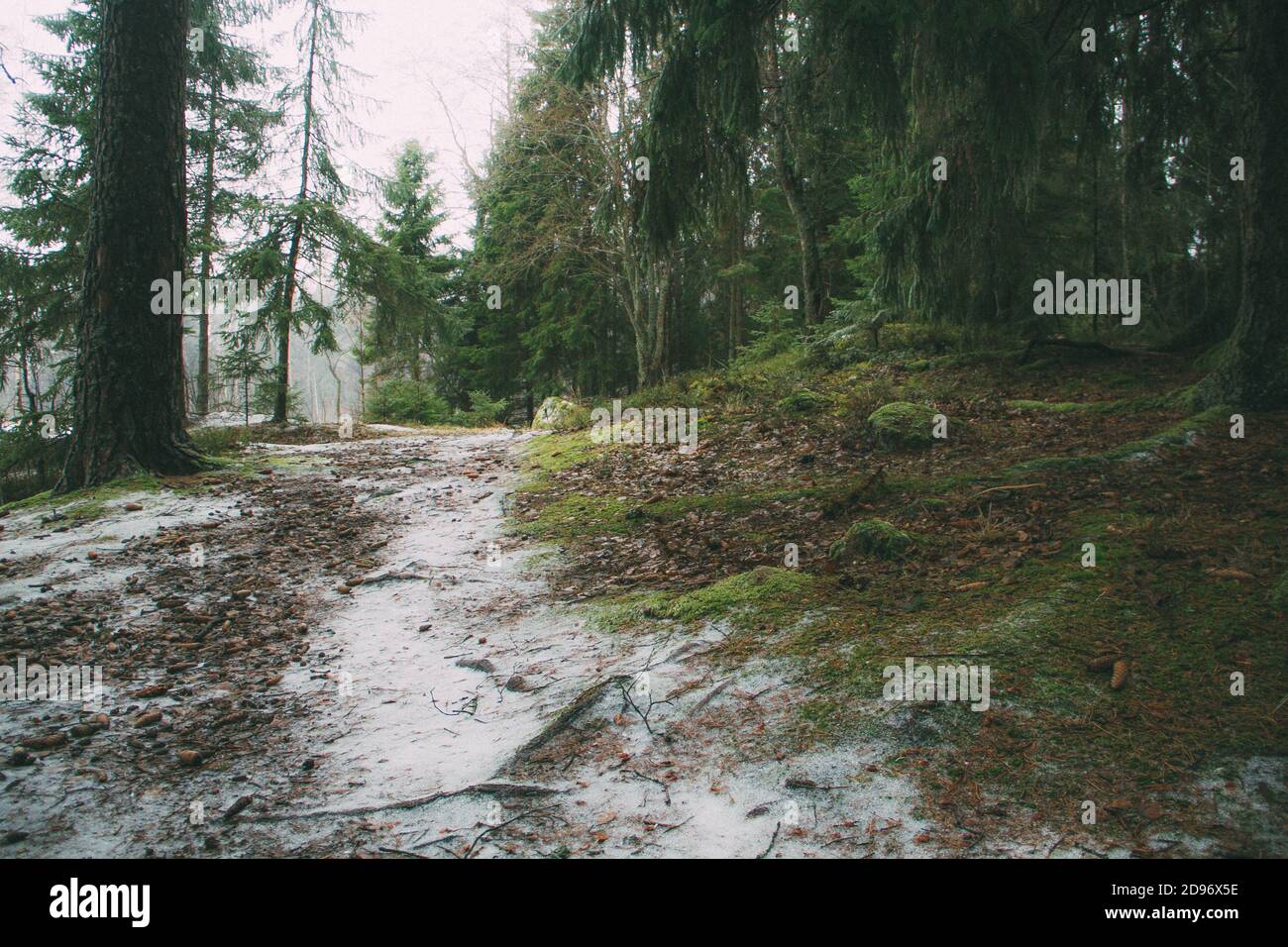 snow-covered path in the winter spruce forest Stock Photo