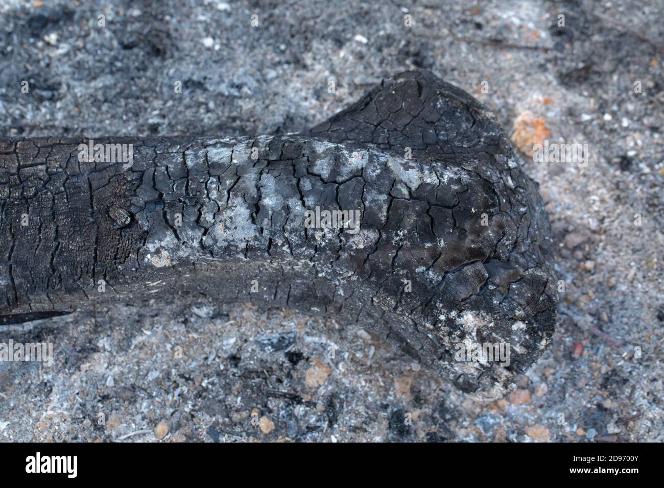 Burnt wood from extinguished, burnt out bonfire. Textures, patterns, stress markings remain. Shades of grey to black, carbon, ash, ashes resulting. Stock Photo