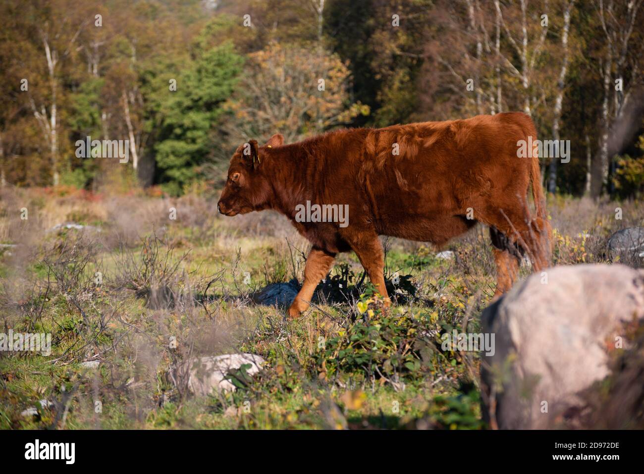 Brown cow grazing in an open field by a forest Stock Photo - Alamy