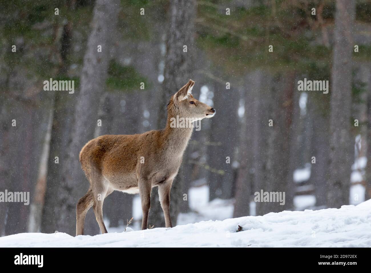 red deer (Cervus elaphus) hind standing in the snow, Scotland Stock Photo