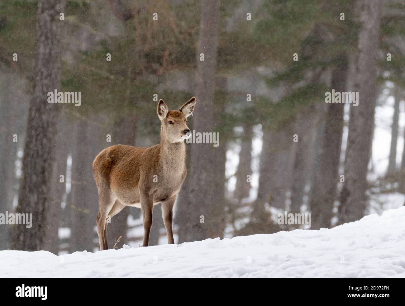 red deer (Cervus elaphus) hind standing in the snow, Scotland Stock Photo
