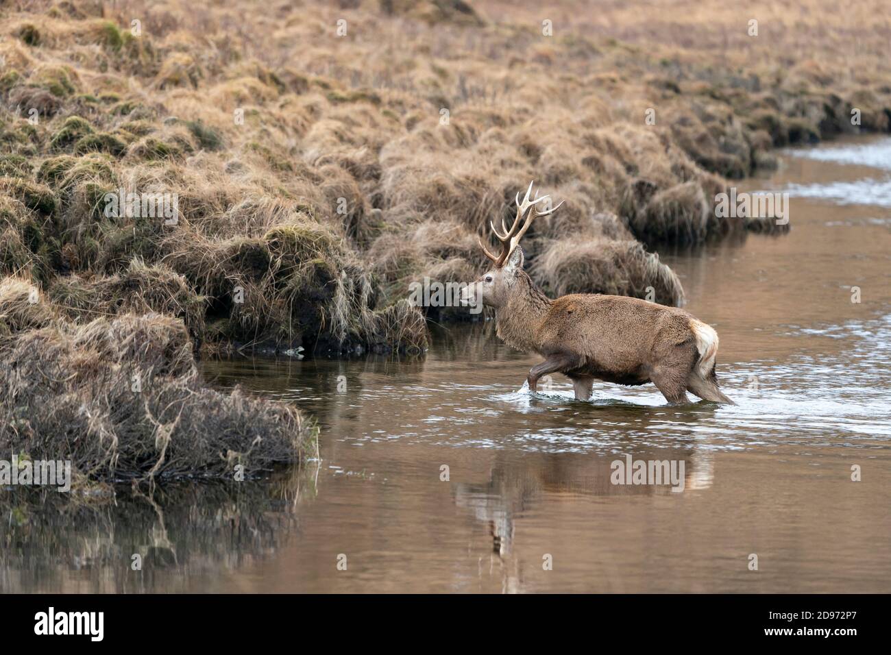 Scottish red deer (Cervus elaphus) stag crossing a river, Scotland Stock Photo