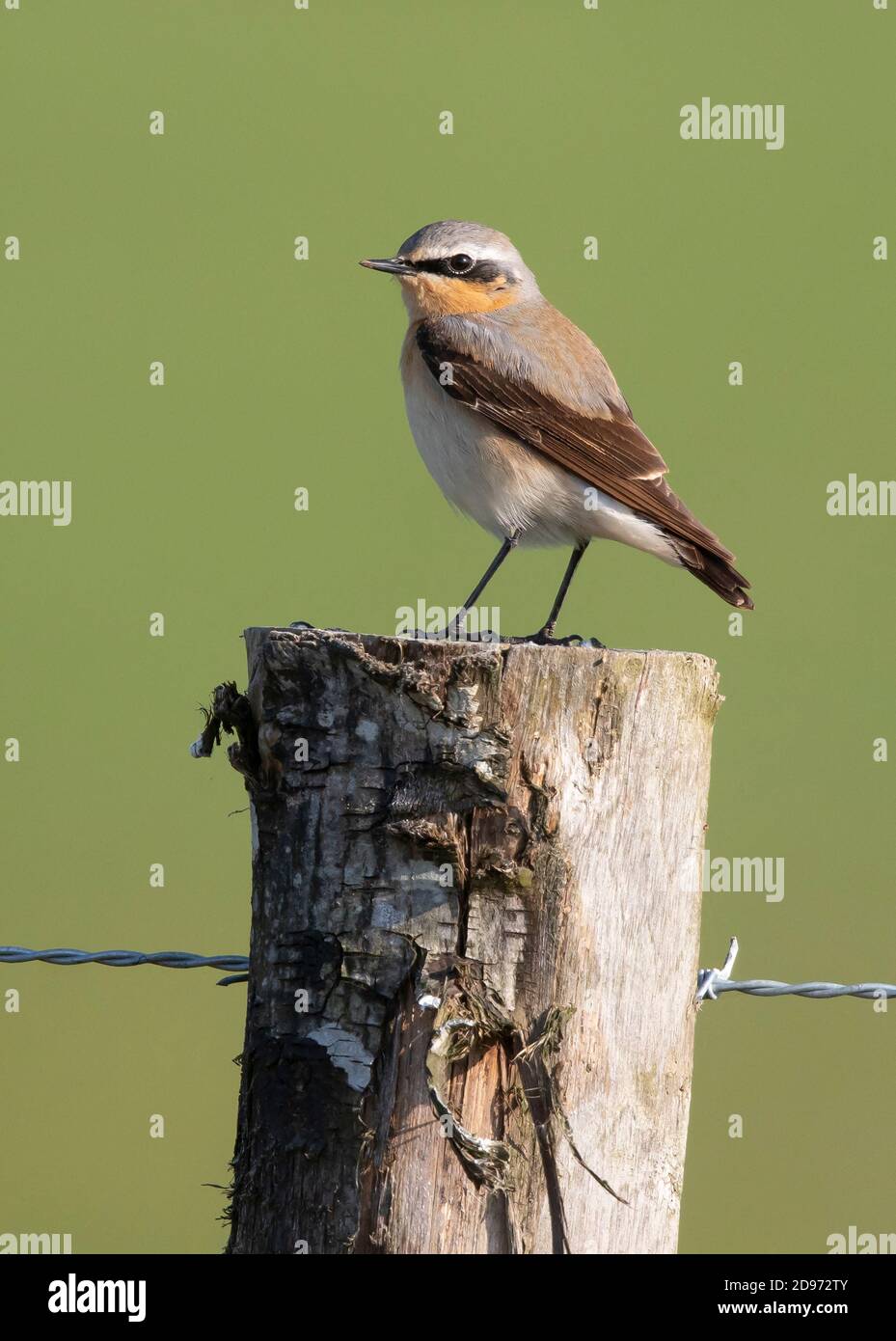 Wheatear (Oenanthe oenanthe) perched on a fence post, England Stock Photo