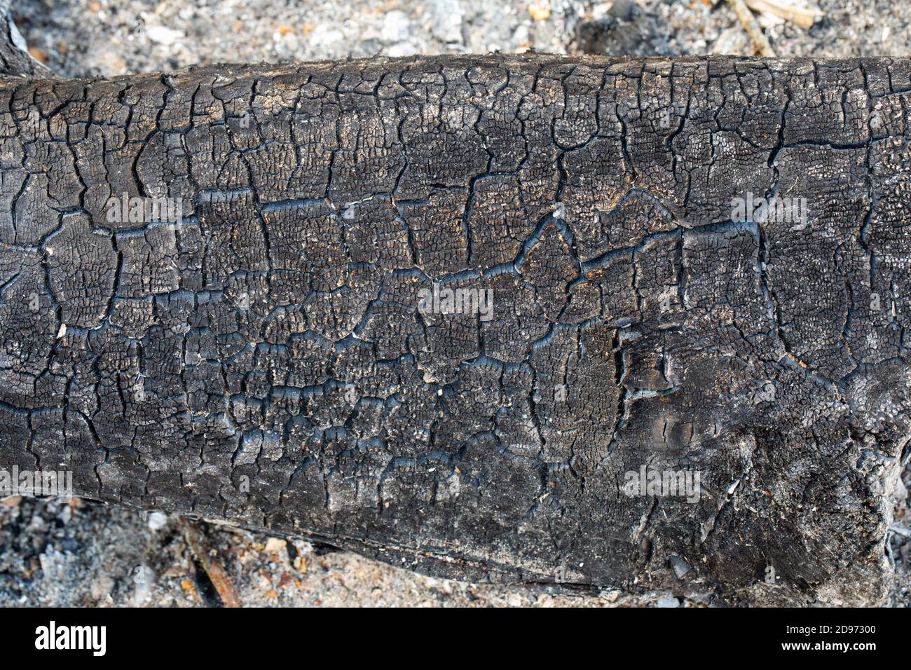 Burnt wood from extinguished, burnt out bonfire. Textures, patterns, stress markings remain. Shades of grey to black, carbon, ash, ashes resulting. Stock Photo