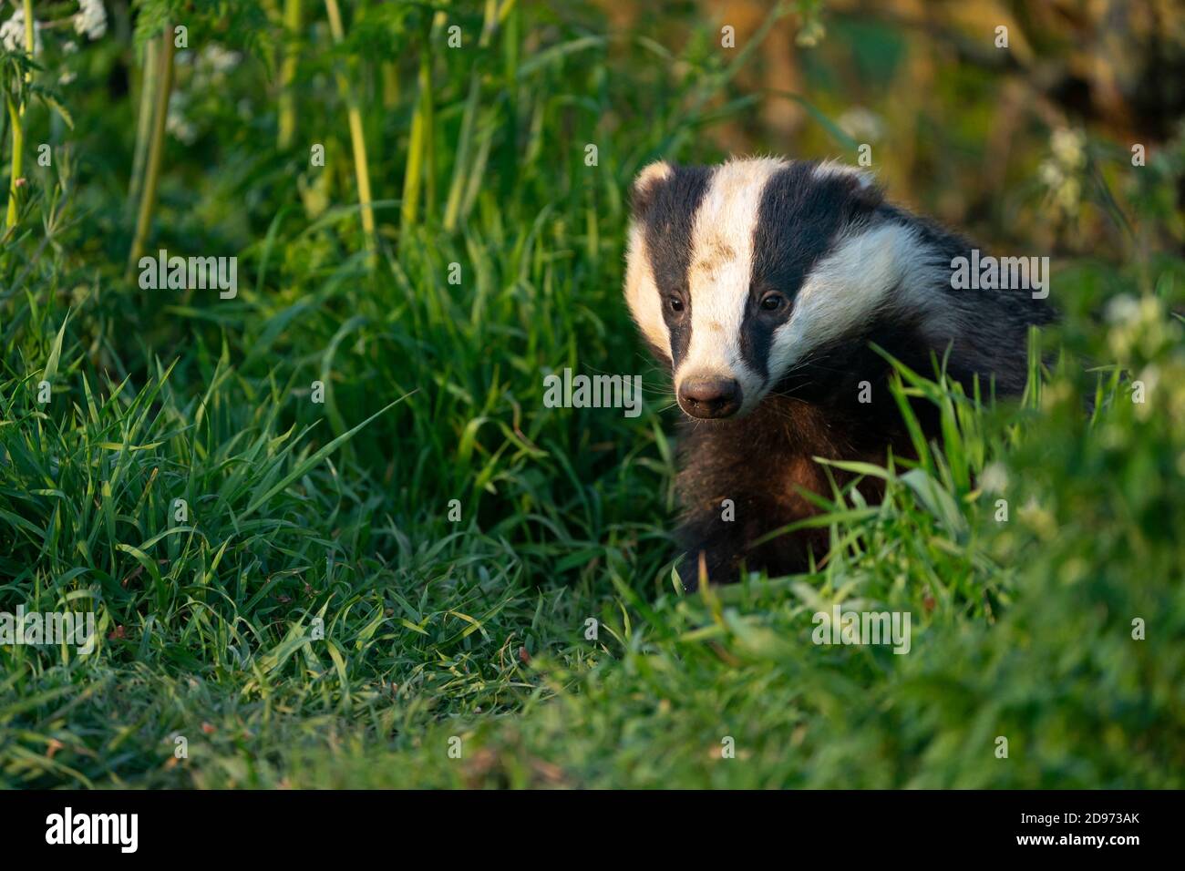 Badger (Meles meles) amongst grass, Engalnd Stock Photo