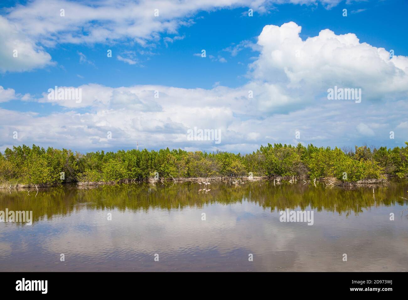 Cuba, Ciego de Avila Province, Jardines del Rey, Cayo Guillermo, Mangrove swamps Stock Photo