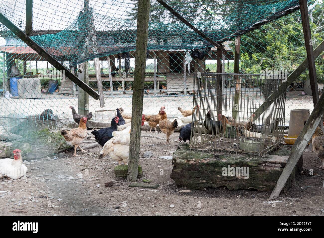 poultry farming in malaysia