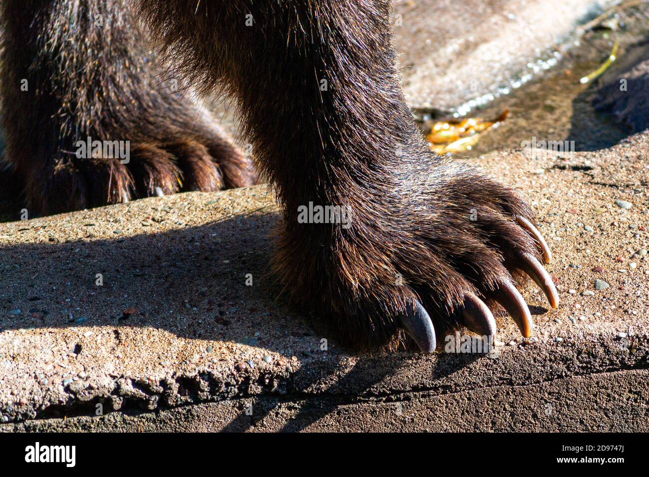 Brown bear forepaw closeup photo Stock Photo