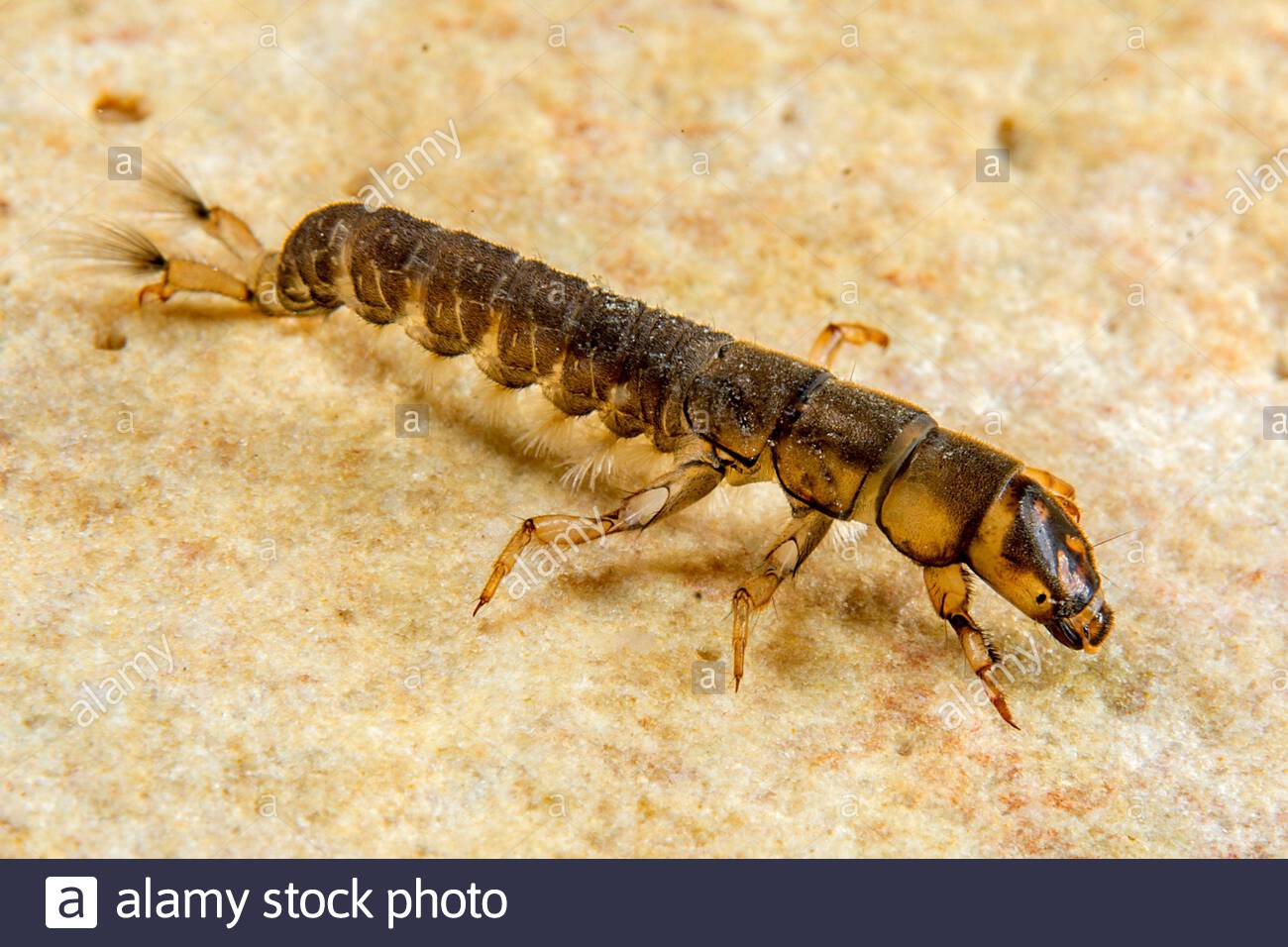 Caddisfly Hydropsyche Sp High Resolution Stock Photography and Images