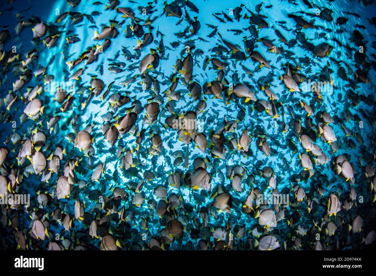Spawn of Whitespotted Surgeonfish (Acanthurus guttatus), Tahiti French Polynesia Stock Photo
