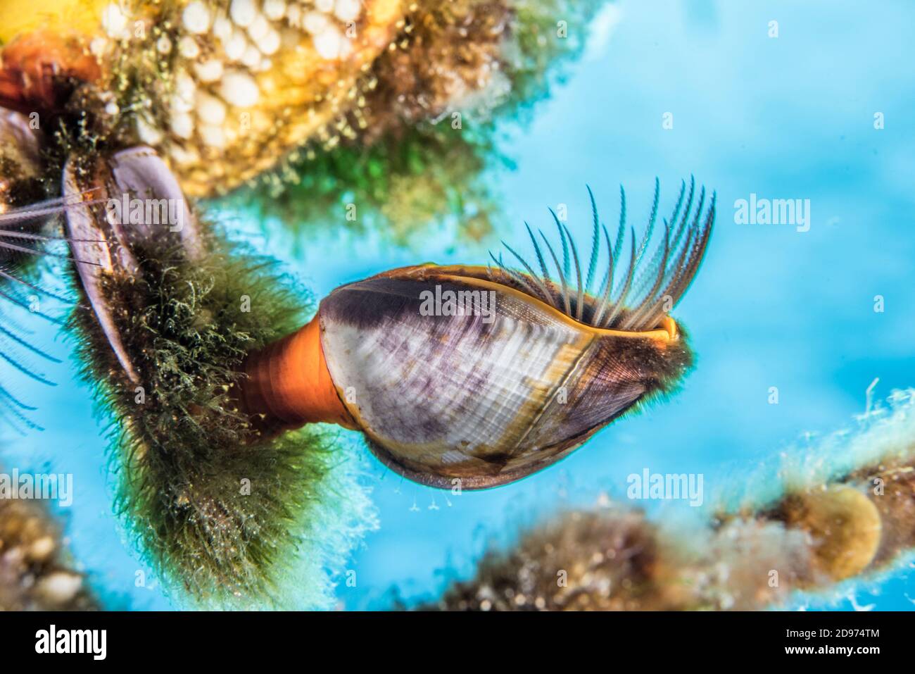 Goose barnacle (Lepas hillii), Tahiti French Polynesia Stock Photo