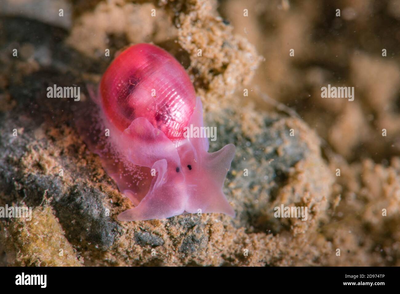 Onverenigbaar licentie Masaccio Bubble Snail (Bullina sp), Tahiti, French Polynesia Stock Photo - Alamy