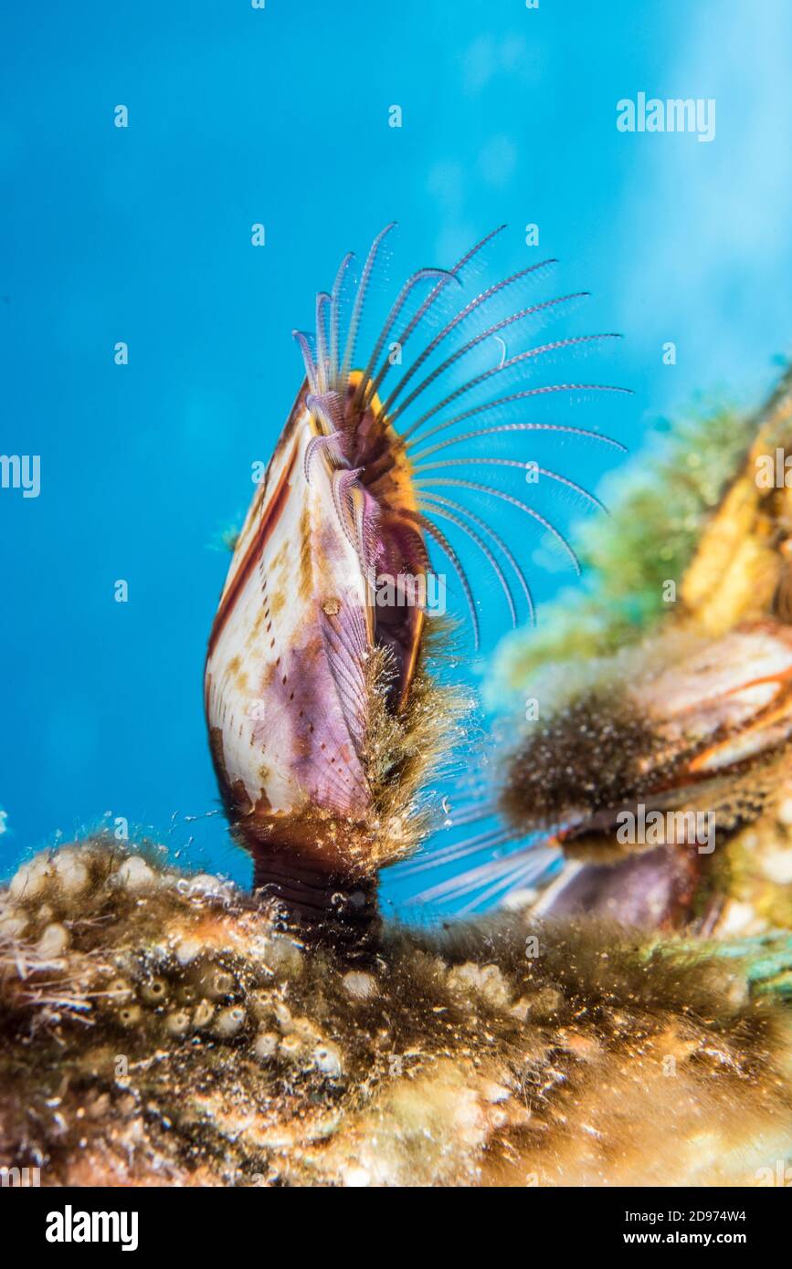 Goose barnacle (Lepas hillii), Tahiti French Polynesia Stock Photo