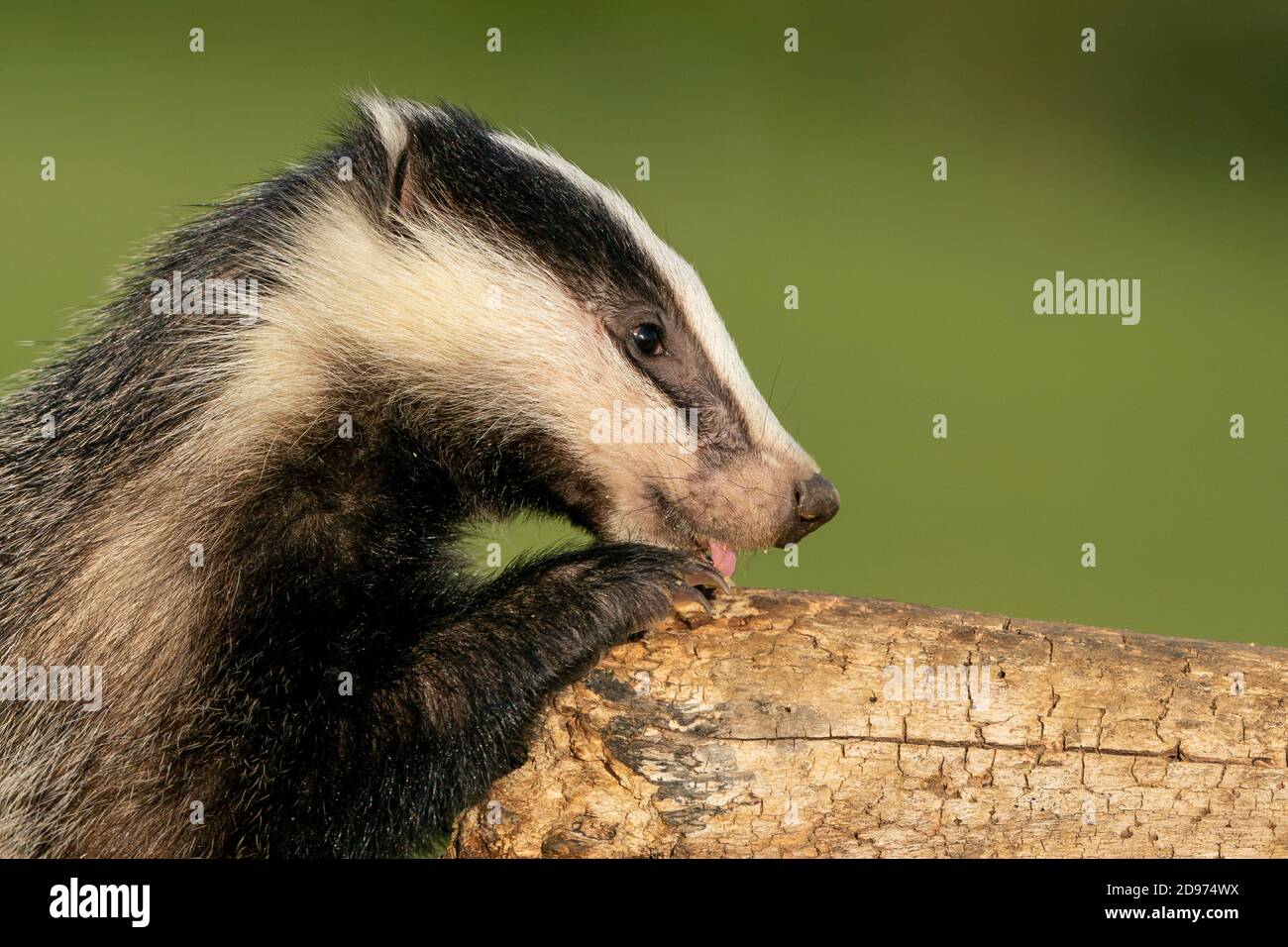 Badger (Meles meles) cub looking for food, England Stock Photo
