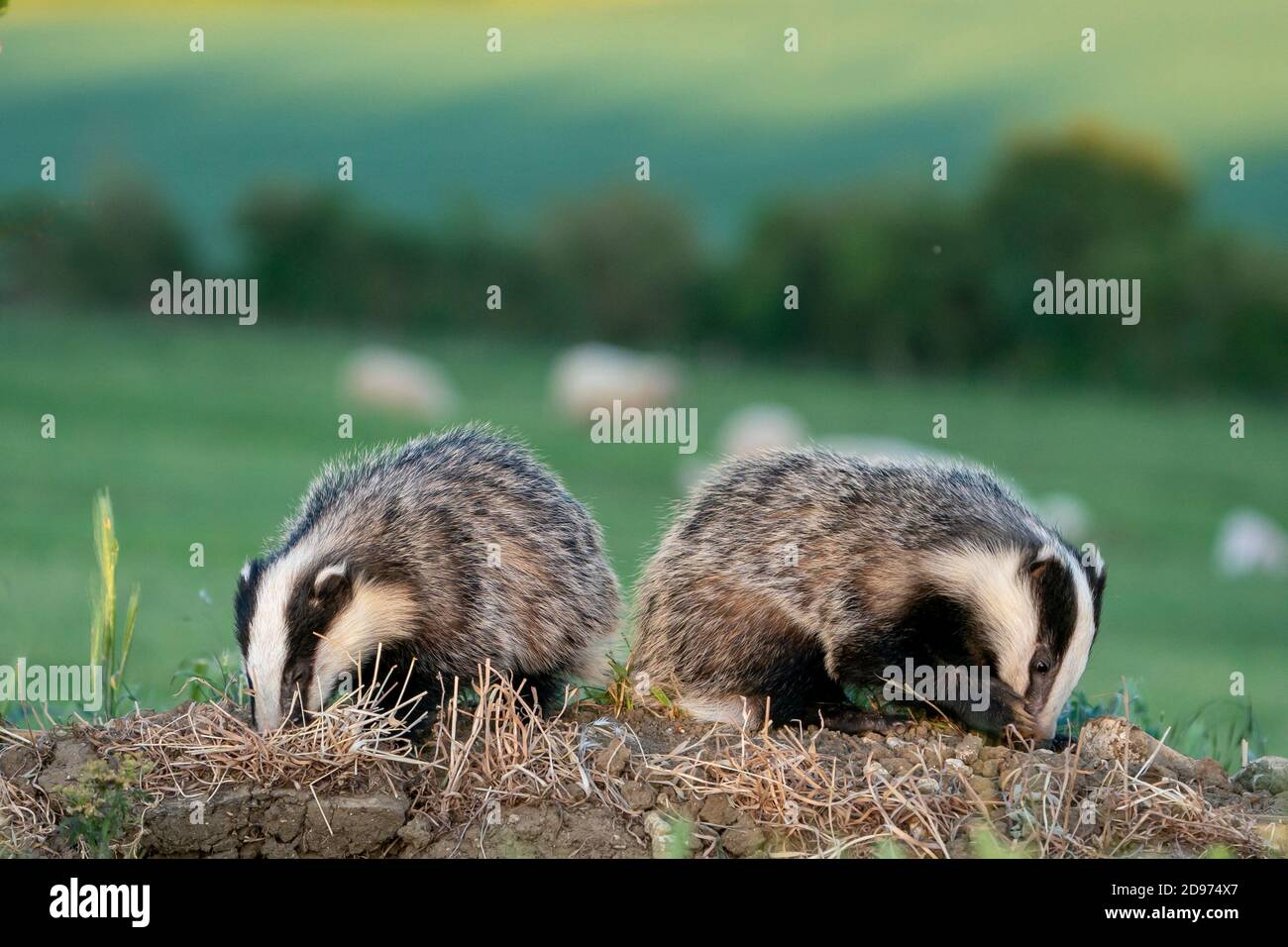 Badger Family High Resolution Stock Photography And Images Alamy